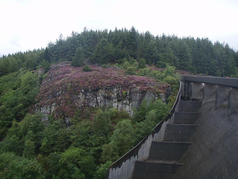 Rhinnogs 009.jpg